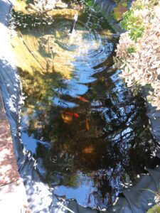 Espace EFEO - Bassins à poissons