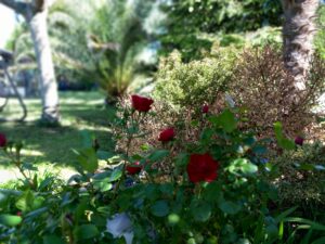 Espace EFEO - roses rouges