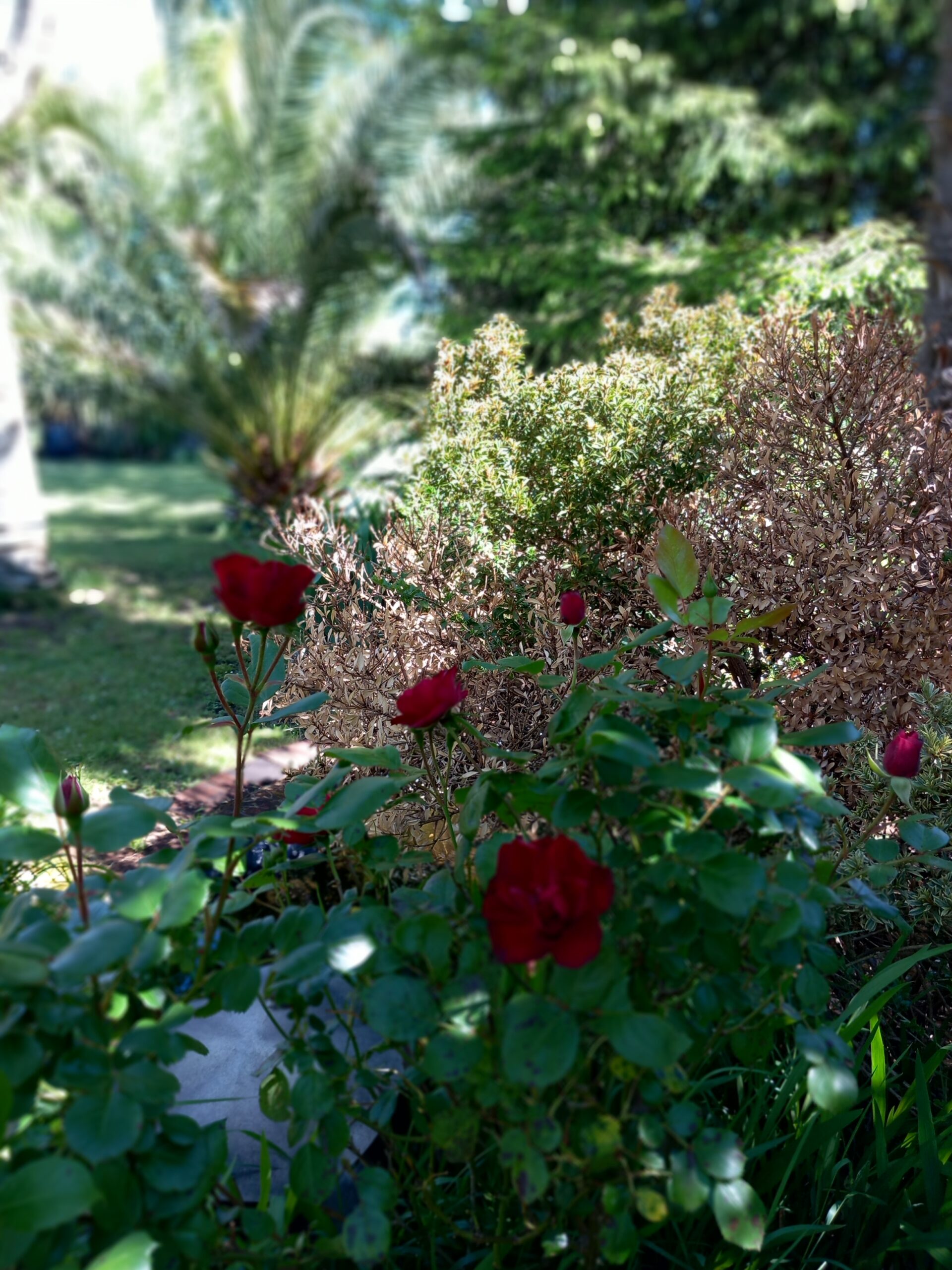 Espace EFEO - maison landaise