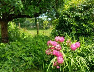 Espace EFEO - bien-être côte sud, méditation et yoga